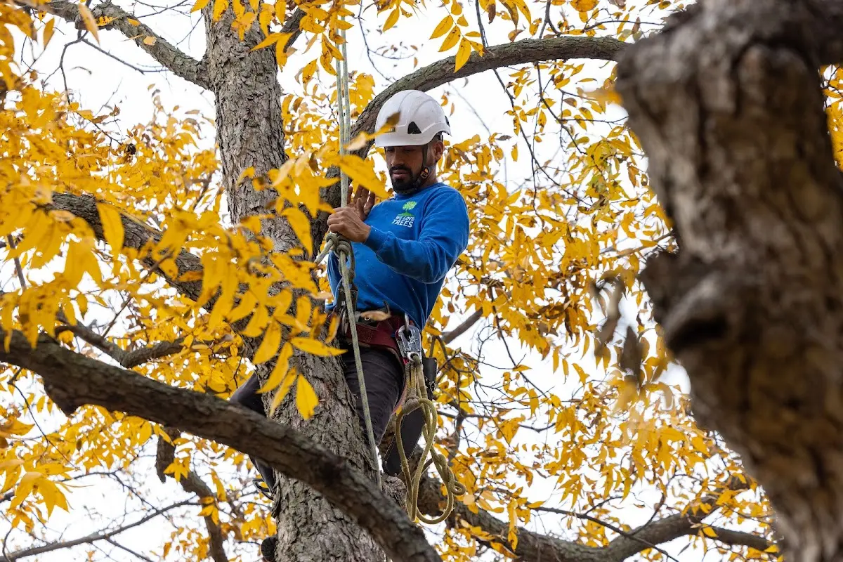 Skilled Tree Pruning crew working in Kingston