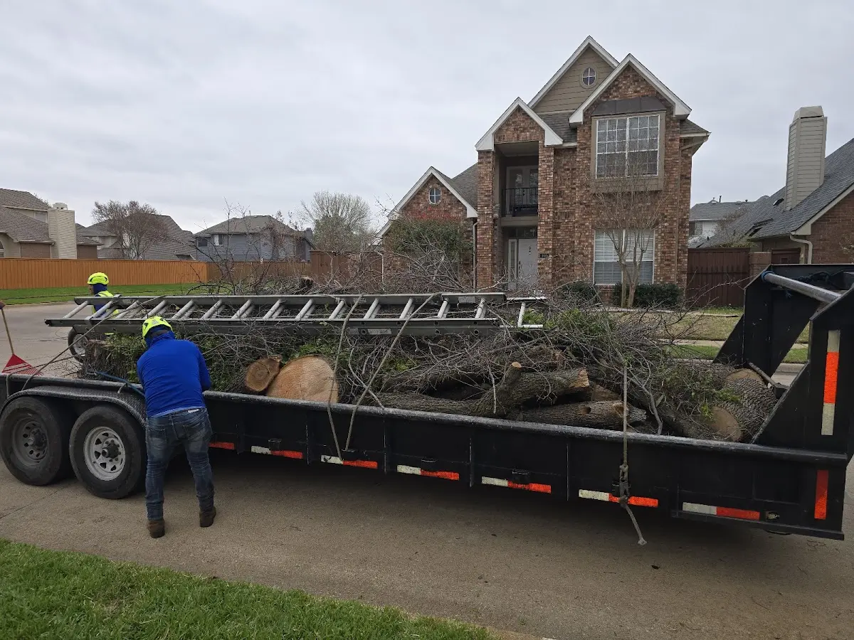 Expert Tree Removal with proper safety equipment in Kingston